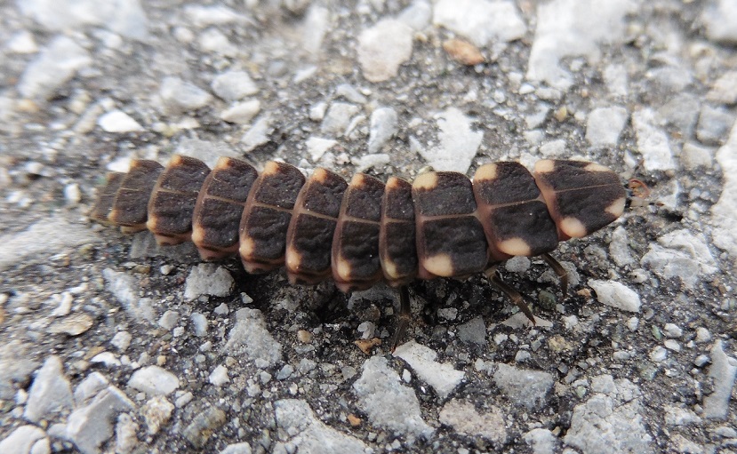 Larva di Lampyridae